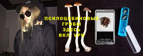 стаф Касимов